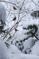 Gartenvögel im Winter