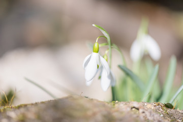 Colorful beauty of seasonal blossom flowers