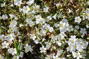 Weiße Vogelmiere Stellaria media