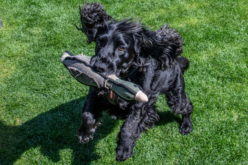 Working cocker spaniel dog