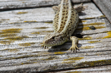 sand lizard on wooden terrace