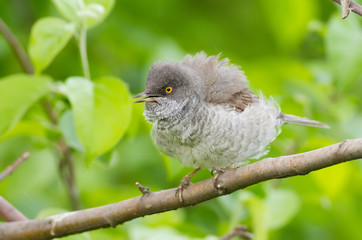 Barred Warbler, Sylvia nisoria. The bird sits on a tree branch, she fanned their feathers