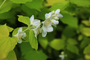 Fiori bianchi e profumati di un cespuglio di Cornus Alba Aurea in primavera: dettagli in primo piano