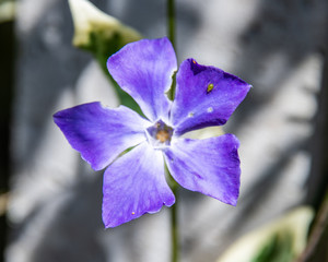Spring flowers in bloom