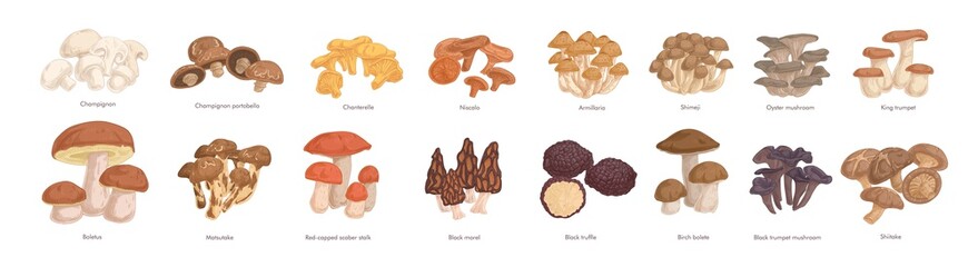 Set of realistic colorful edible mushrooms vector graphic illustration. Collection of various type of fresh autumn forest plants on feet with cap isolated on white. Seasonal natural organic food - obrazy, fototapety, plakaty
