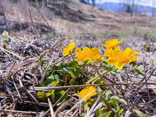 Colorful beauty of seasonal blossom flowers