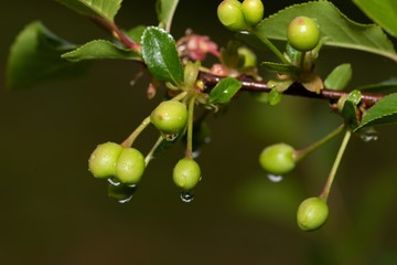 Cherry tree branch with green berries and raindrops