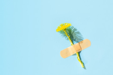 Fresh Coltsfoot (tussilago farfara) flower under adhesive plaster on blue background. Creative medicine concept for herbal treatment, natural cosmetic, eco system.Top view, flat lay, copy space - obrazy, fototapety, plakaty