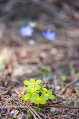 Colorful beauty of seasonal blossom flowers