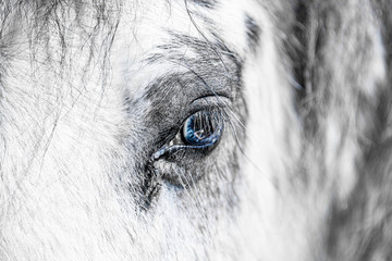 Horses in the countryside