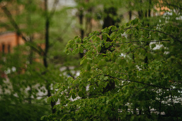 Wald, idyllisch, Altstadt