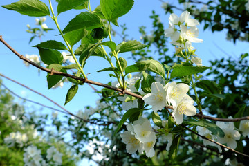 A branch of a flowering jasmine bush. Beautiful white petal flowers.