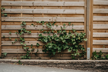 Garten, Holzzaun, Efeu, idyllisch