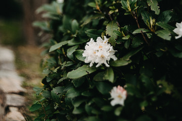 Obraz premium Weisse Blumenpracht, Garten, Rhododendron romantisch, melancholisch, verträumt
