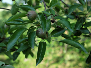 The fruits of an unripe pear grow on a branch.
