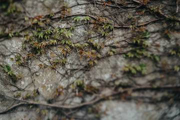 Efeuranke, Betonmauer, unscharfer Hintergrund, Wild, Garten, Stadtmauer