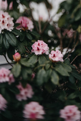 Rosa Blumenpracht, Garten, Rhododendron romantisch, melancholisch, verträumt