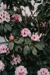 Rosa Blumenpracht, Garten, Rhododendron romantisch, melancholisch, verträumt