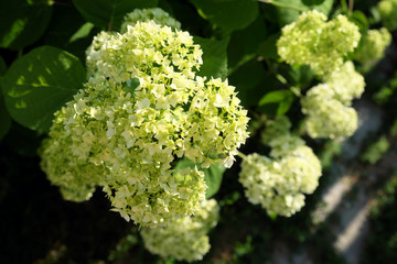 Large inflorescences of hydrangea. Little white flowers.