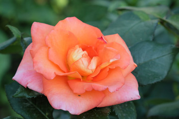A delightful coral rose flower. Big rose flower.