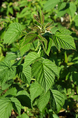 Young stalk of raspberry bush. Raspberry sprouts.