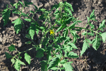 Flowering stalk of tomato. Little yellow flower.
