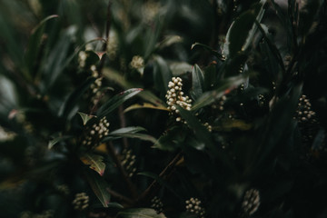 Weisse Blumenpracht, Garten, Rhododendron romantisch, melancholisch, verträumt