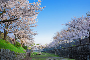 京都　インクラインの桜