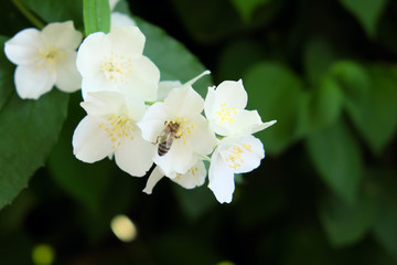 A bee collects nectar from a jasmine flower.