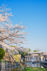 京都　インクラインの桜