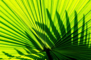 Fototapeta premium Close up green leaves of palm tree under sunlight, Abstract soft focus natural background