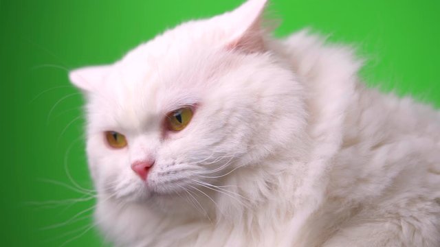 Portrait of white furry cat. Studio colorful light footage. Luxurious domestic kitty poses on green background.