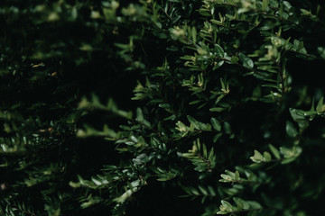 Hecke,Buchsbaum Hintergrund, flächig grün