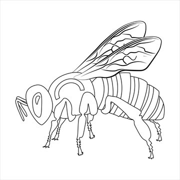 Bee. Side view. Silhouette. Children's coloring book. Striped body, wings, legs. Banner, postcard. Vector graphics.