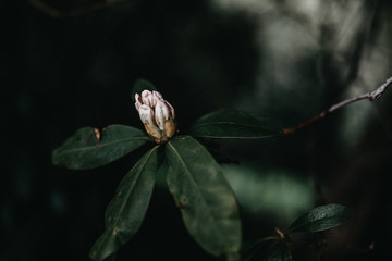 Rhododendron mystisch, verträumt, romantisch, dunkel, melancholisch