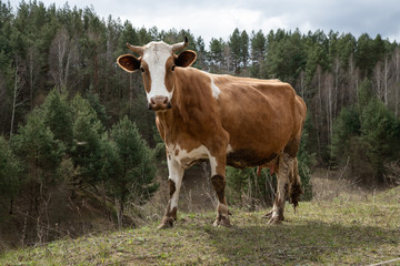 Fototapeta na wymiar close-up portrait of horned cow outdoors on the grassland. The cow looks at the camera