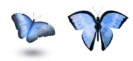 Naklejka na ściany i meble Color butterflies , isolated on white background