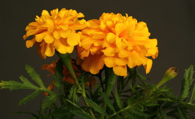 Beautifully blooming orange Tagetes / Marigoldflowers close up macro  against black background