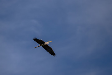 Stork flying on a background of blue sky
