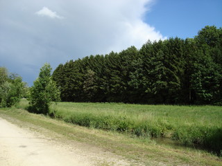 Obraz premium forest