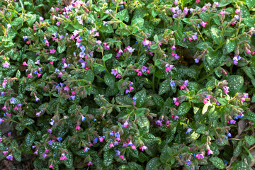 Fototapeta na wymiar Wild growing pink purple violet blue flowers of herb plant flowering Pulmonaria saccharata Bethlehem lungwort. Natural herbal medicine gardening background