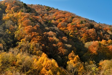 山の紅葉