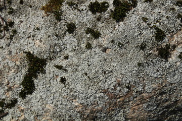 Moss on a rock
