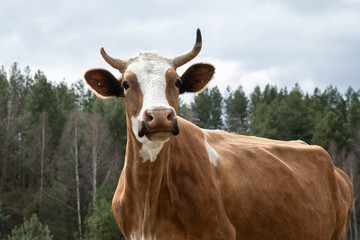 close-up portrait of horned cow outdoors on the grassland. The cow looks at the camera