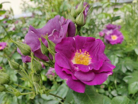 Rosa &acute;Rhapsody in Blue&acute; - Blue - Purple rose from England 
