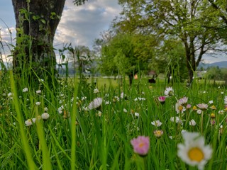 daisies in an orchard, alpine garden and landscape - springtime
