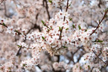 Beautiful branch with flowers on a blurred background. Spring flowering cherry.