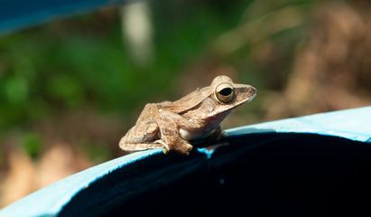 Common tree frog on on blue color watering can with natural green background, Brown Amphibians in Thailand