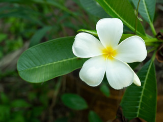 Obraz premium Plumeria blossom on tree , White frangipani flower with leaf on green background, Freshness of plants 