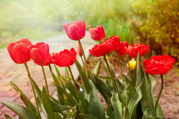 Red tulips in spring garden in rays of light.
